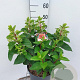 Hydrangea pan. Pinky Winky 50-60 cm 7,5L
