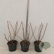 Hydrangea pan. 'Silver Dollar' 30-40 cm 2,0L