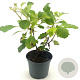 Hydrangea quercifolia 25-30 cm 2,0L