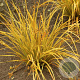 Libertia Goldfinger 30-40 cm 2,0L