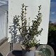 Osmanthus burkwoodii 25-30 cm 3,0L