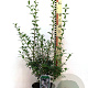 Osmanthus burkwoodii 25-30 cm 3,0L