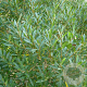 Phillereya Rosmarinfolia 30-40 cm 3,0L