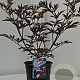Sambucus nigra Black Lace 25-30 cm 3,0L