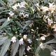 Strobilanthes anisop. Brunetthy 30-40 cm 5,0L