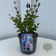 Syringa meyeri 'Palibin' 30-40 cm 3,0L