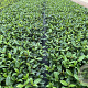 Viburnum davidii 25-30 cm 2,0L