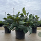 Viburnum davidii 25-30 cm 2,0L