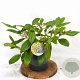 Viburnum davidii 30-40 cm 3,0L