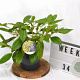 Viburnum davidii 30-40 cm 3,0L