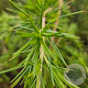 Cedrus deod. 'Gold Cascade' 50-60 cm 3,0L
