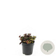 Cornus canadensis GM 2,0L