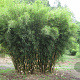 Fargesia robusta 'Wolong' 50-90 cm  2,5L