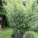 Fargesia demissa 'Gerry' 125-175 cm  5,0L