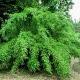 Fargesia denudata 'Xian 2' 150-200 cm 15L