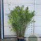 Fargesia nitida 'Black Pearl' 100-125 cm 10L