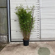 Fargesia nitida 'Black Pearl' 100-125 cm 10L