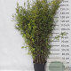 Fargesia nitida 'Black Pearl' 125-150 cm 15L