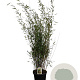Fargesia nitida 'Black Pearl' 125-150 cm 15L