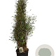 Fargesia nitida 'Black Pearl' 150-175 cm 30L