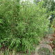 Fargesia nitida 'Viking' 80-100 cm 5,0L