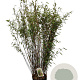 Fargesia nitida 'Volcano' 100-125 cm 10L