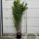 Fargesia nitida 'Volcano' 125-150 cm 10L