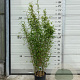 Fargesia nitida 'Volcano' 125-150 cm 10L