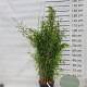 Fargesia nitida 'Volcano' 125-150 cm 15L