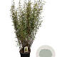 Fargesia nitida 'Volcano' 125-150 cm 15L