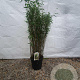 Fargesia 'Obelisk' 100-125 cm 10L
