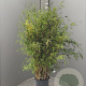 Fargesia 'Obelisk' 125-150 cm 15L
