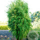 Fargesia 'Obelisk' 250-300 cm 45L