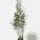 Fargesia robusta 'Pingwu' 125-150 cm 10L