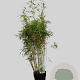 Fargesia rufa 100-125 cm 10L