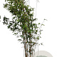 Fargesia 'Winter Joy' 100-125 cm 10L