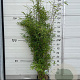 Fargesia 'Winter Joy' 125-150 cm 10L