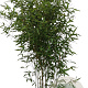 Phyllostachys bissetii 125-150 cm 10L