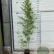 Phyllostachys bissetii 175-200 cm 10L
