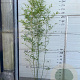 Phyllostachys bissetii 175-200 cm 10L