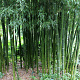 Phyllostachys iridescens 400-500 cm 45L