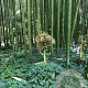Phyllostachys Prominens 40-60 cm 5,0L