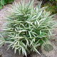 Pleioblastus fortunei 'Variegatus' 10-15 cm 2,0L