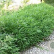 Pleioblastus pumilus 5-15 cm 2,0L