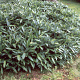 Sasa veitchii 15-25 cm 2,0L