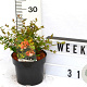 Abelia grandiflora 40-60 cm 3,0L