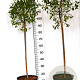 Betula pendula 'Magical Globe' 40-60 cm 10L