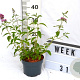 Buddleja weyer. 'Flower Power' 30-40 cm 2,0L