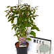 Callicarpa bod. 'Profusion' 40-60 cm 3,0L