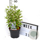 Caryopteris cland. Grand Bleu 40-60 cm 3,0L